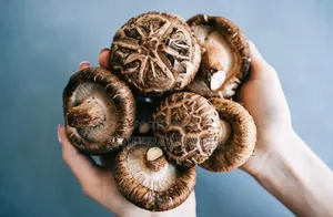 የሺታኬ መሽሩም ዘር I Shittake Spawns