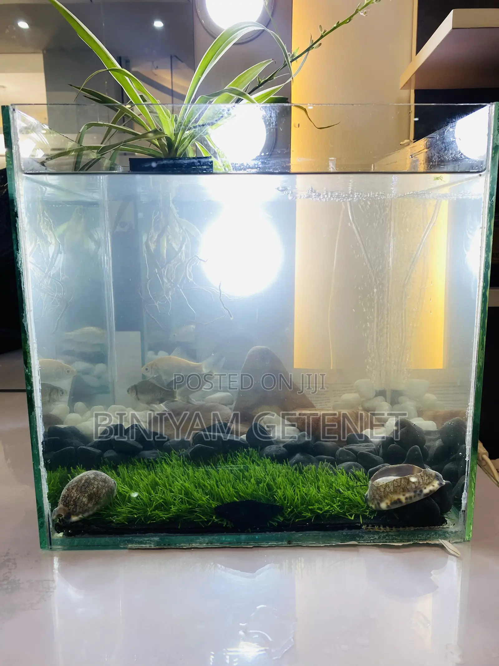 Aquarium (Fish Tank)
