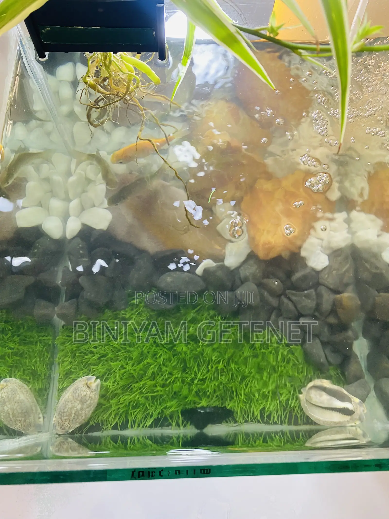 Aquarium (Fish Tank)