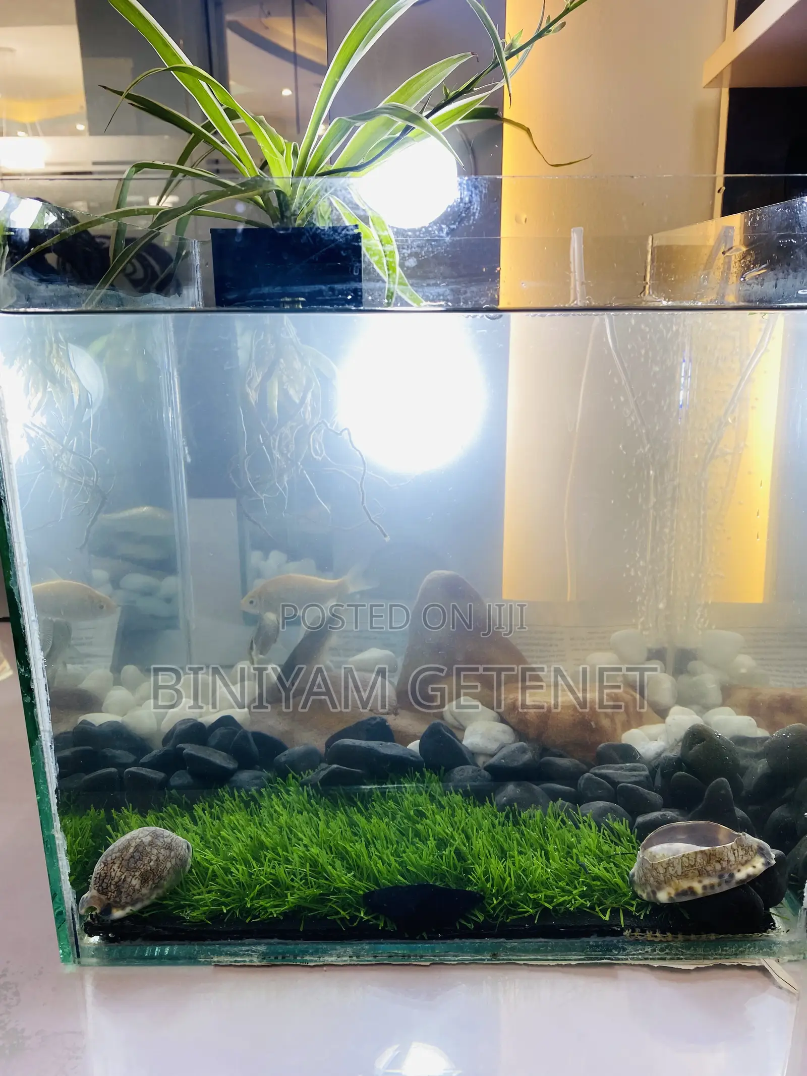 Aquarium (Fish Tank)