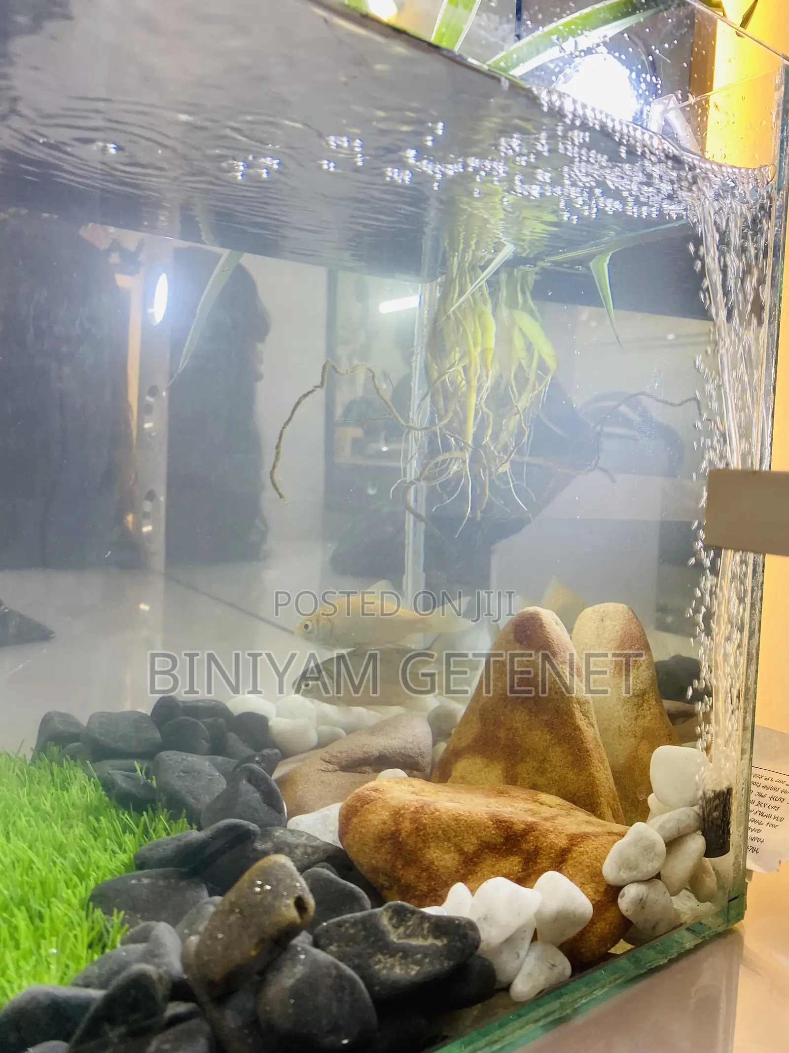 Aquarium (Fish Tank)