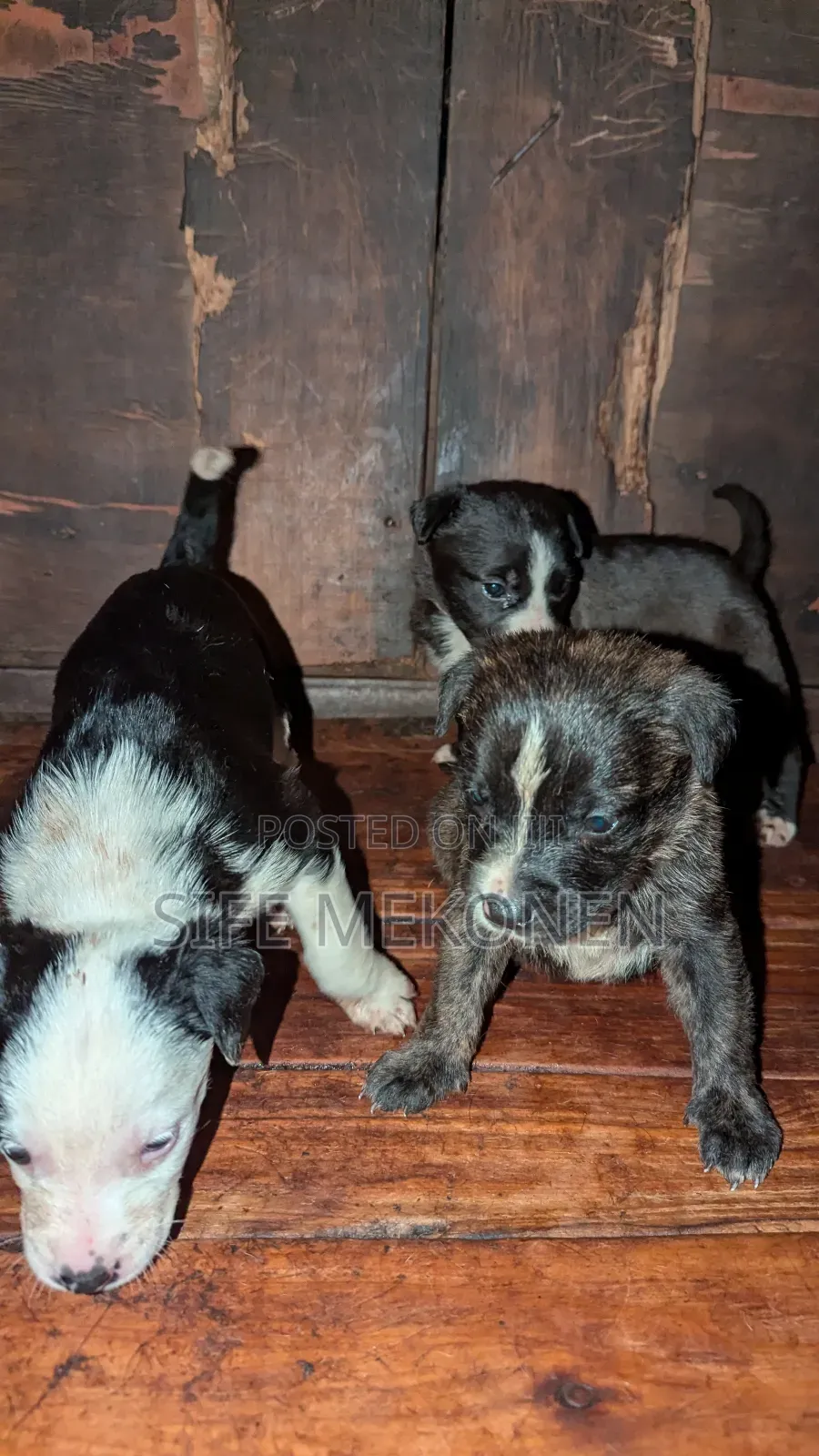 1-3 months Female Purebred American Pit Bull Terrier