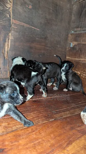 1-3 months Female Purebred American Pit Bull Terrier