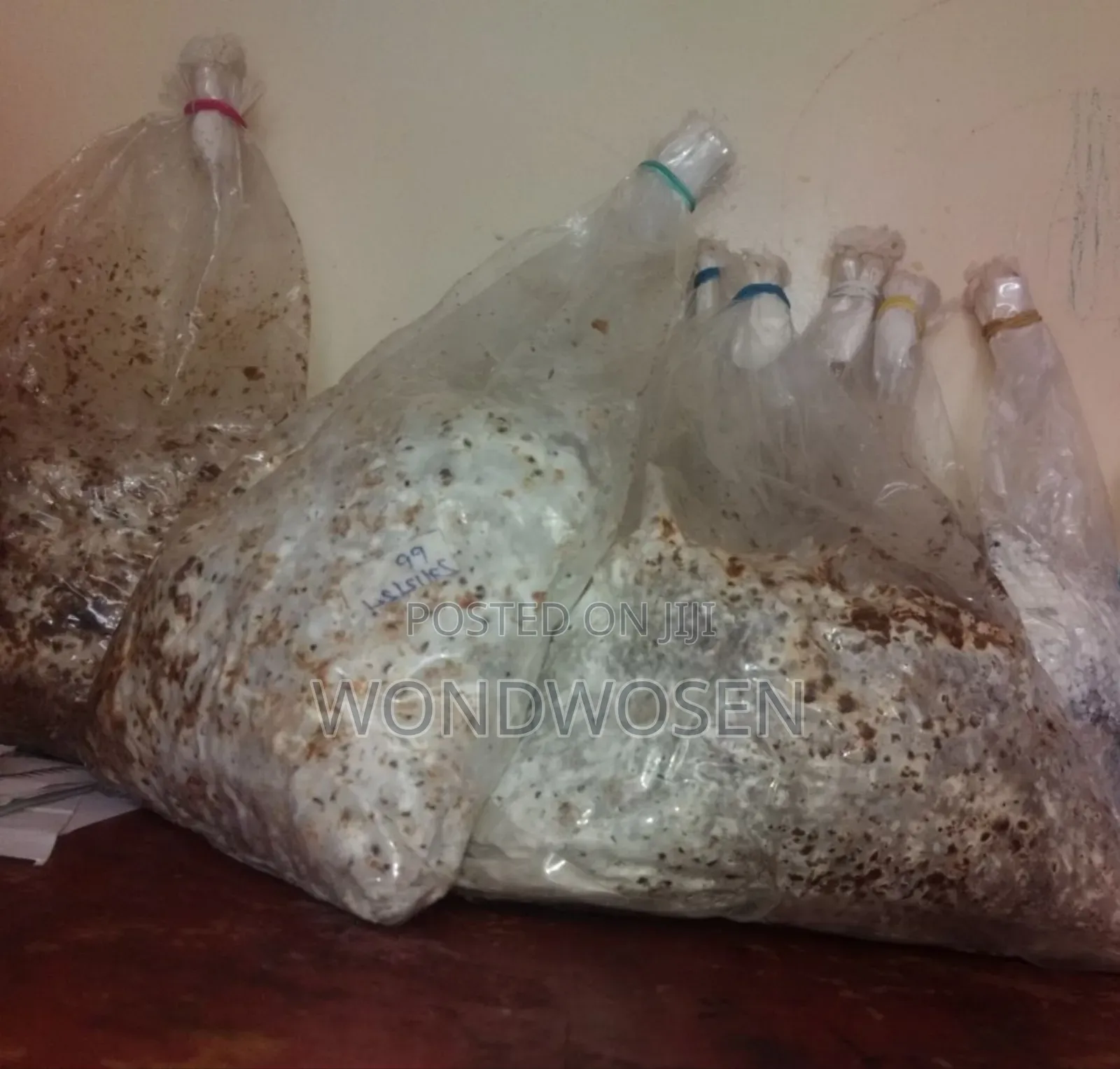 የእንጉዳይ ዘር (ሺታኬ)/ Shitake Mushroom Spawn