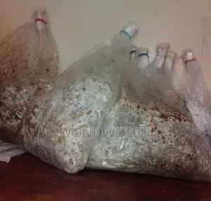 Photo - የእንጉዳይ ዘር (ሺታኬ)/ Shitake Mushroom Spawn