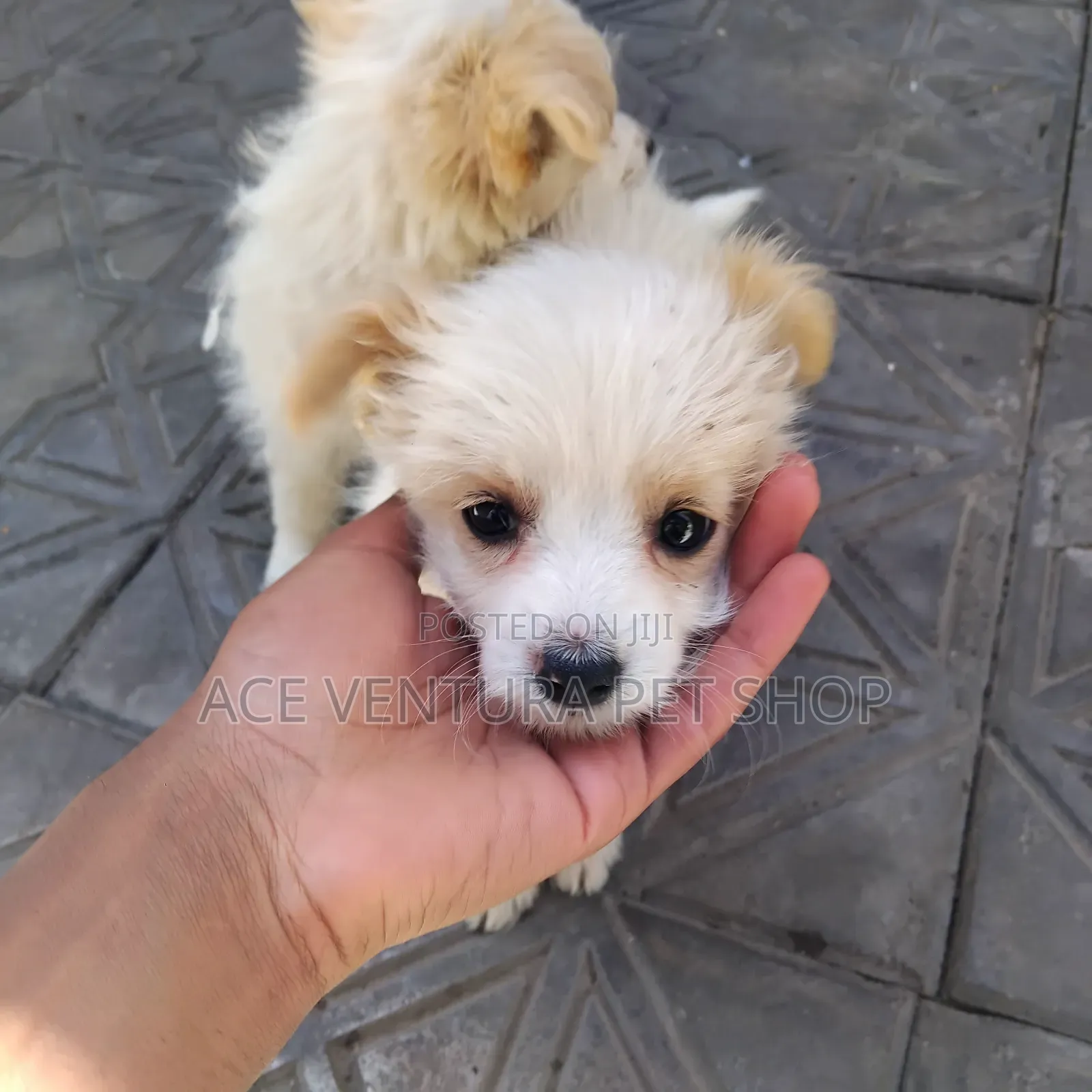 1-3 months Male Purebred Maltese