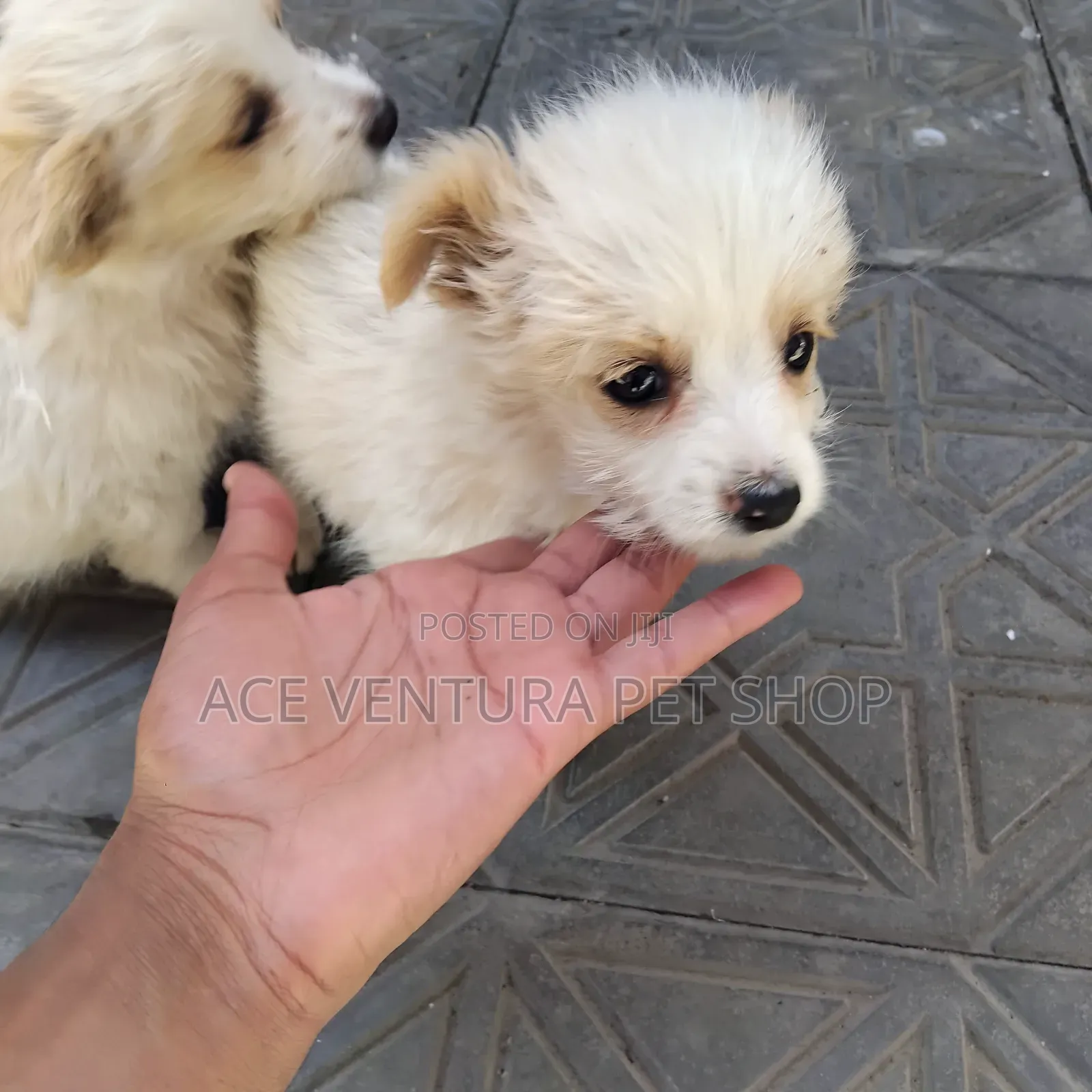 1-3 months Male Purebred Maltese