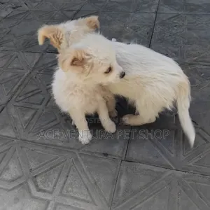 1-3 months Male Purebred Maltese