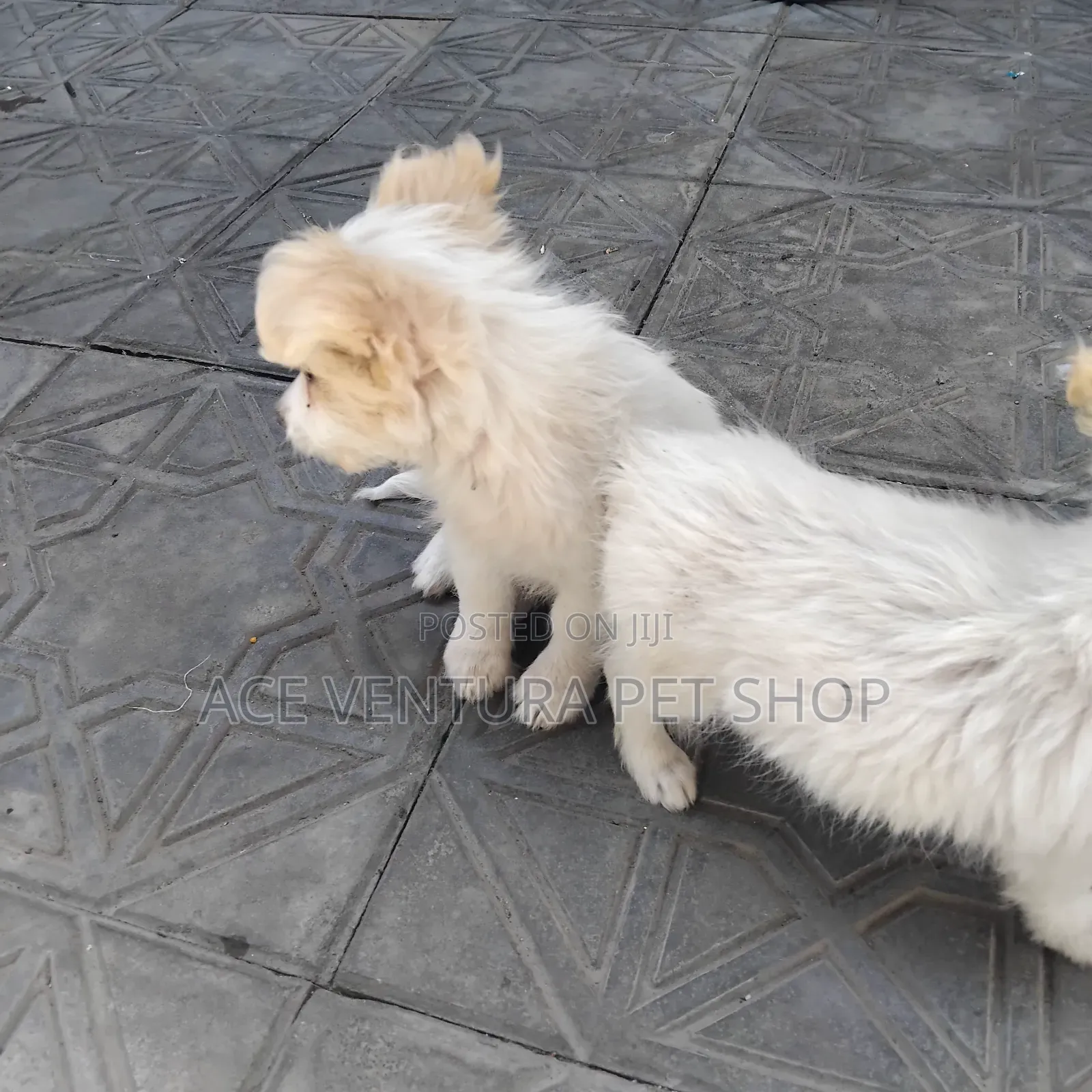 1-3 months Male Purebred Maltese