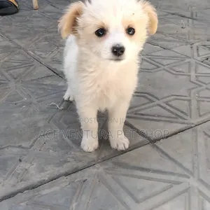 Photo - 1-3 months Male Purebred Maltese