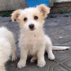 Photo - 1-3 months Male Purebred Maltese