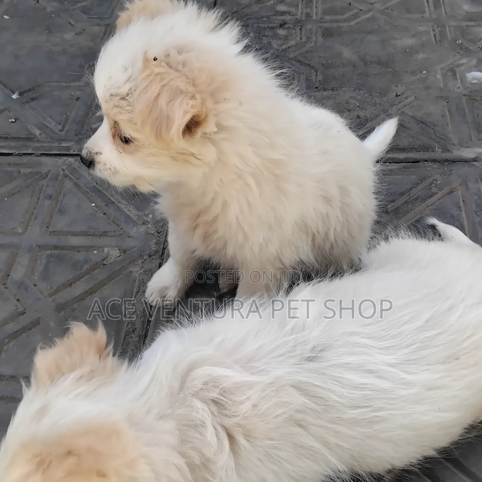 1-3 months Male Purebred Maltese