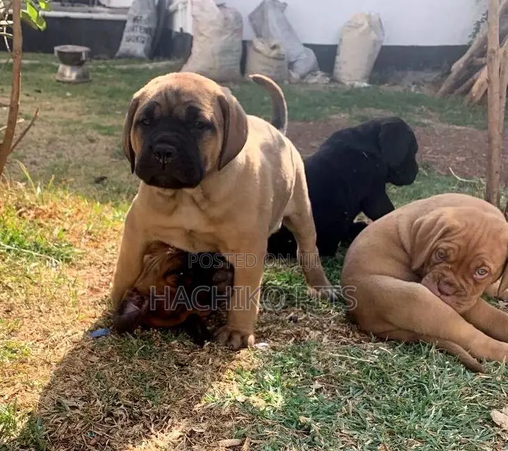1-3 months Male Purebred Mastiff