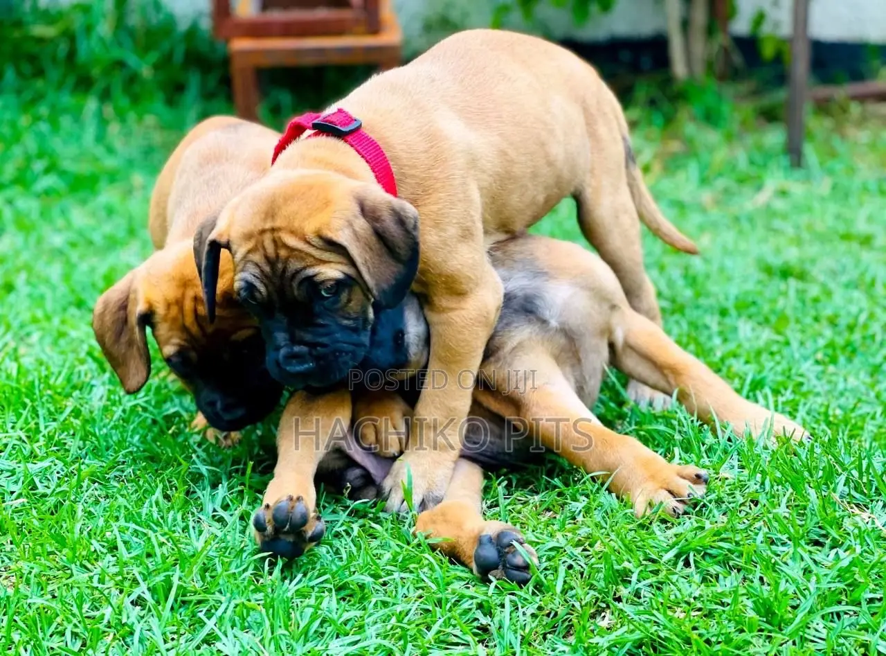 1-3 months Male Purebred Boerboel