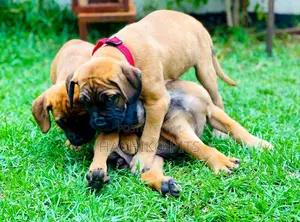 Photo - 1-3 months Male Purebred Boerboel