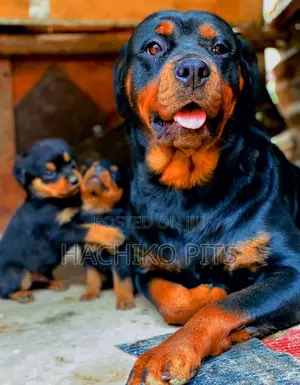 1-3 months Male Purebred Rottweiler