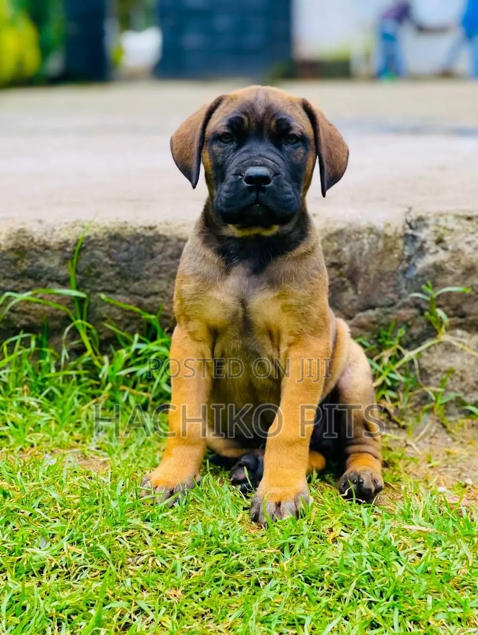 1-3 months Male Purebred Mastiff