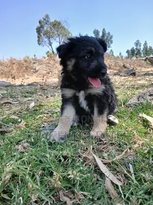 Photo - 1-3 months Male Purebred German Shepherd