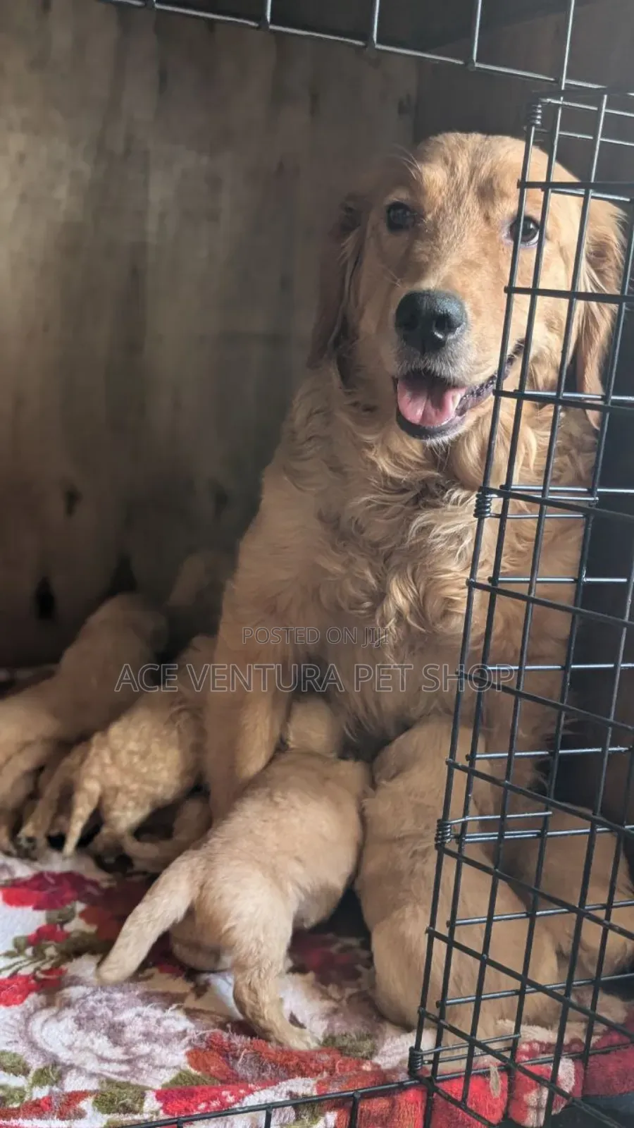 1-3 months Male Purebred Golden Retriever