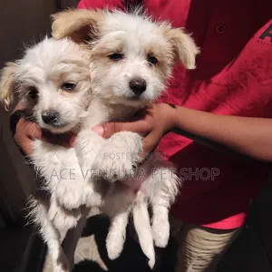 Photo - 1-3 months Male Purebred Maltese