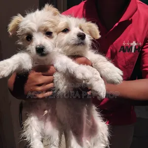 1-3 months Male Purebred Maltese