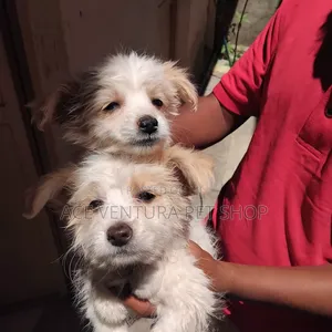 1-3 months Male Purebred Maltese