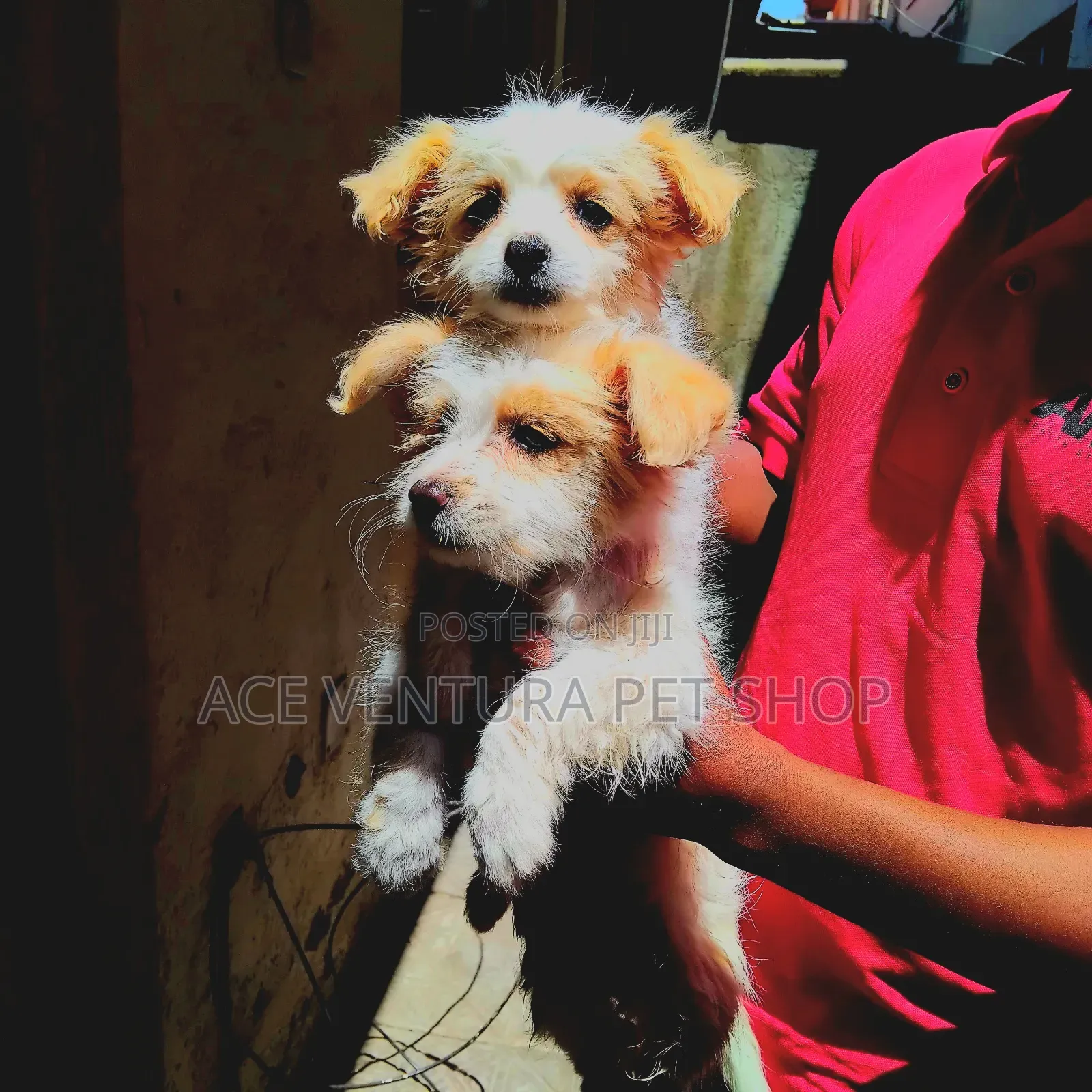 1-3 months Male Purebred Maltese