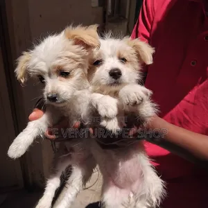 Photo - 1-3 months Male Purebred Maltese