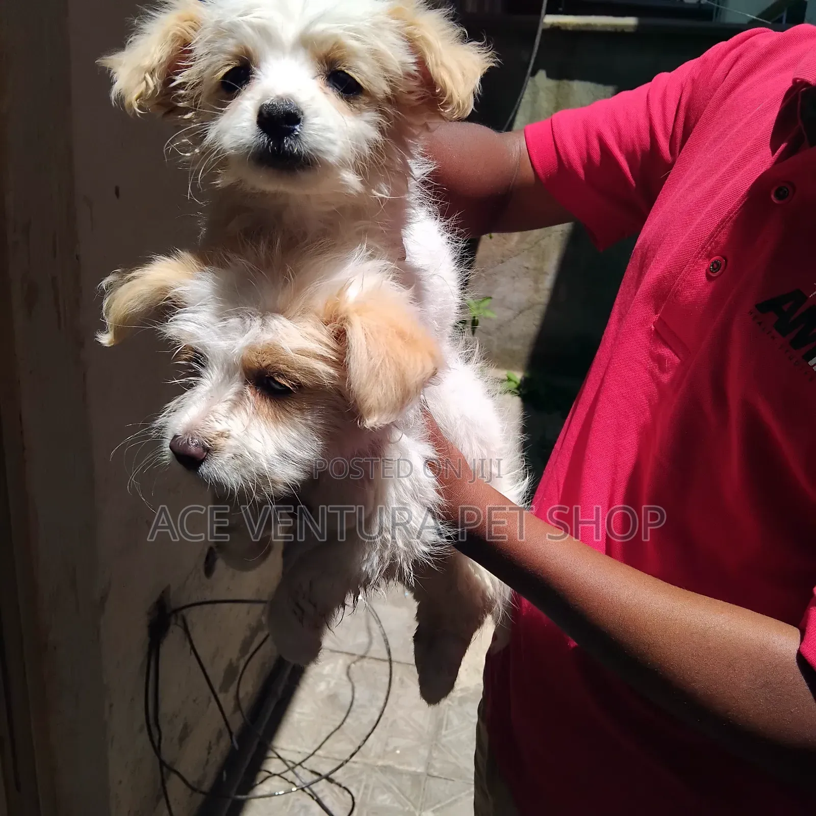 1-3 months Male Purebred Maltese