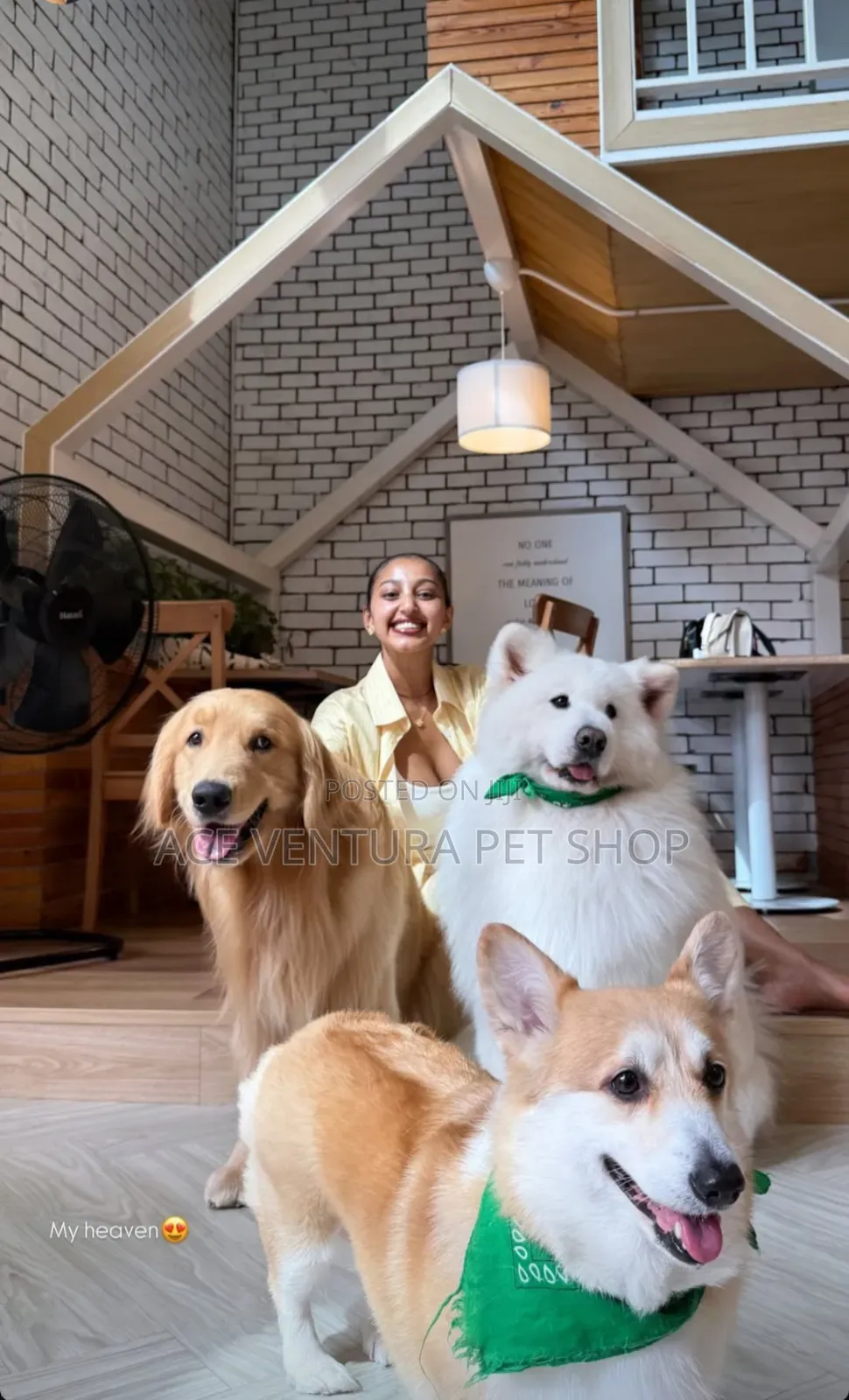 1-3 months Male Purebred Golden Retriever