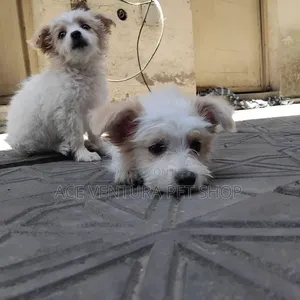Photo - 1-3 months Male Purebred Maltese