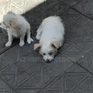 1-3 months Male Purebred Maltese