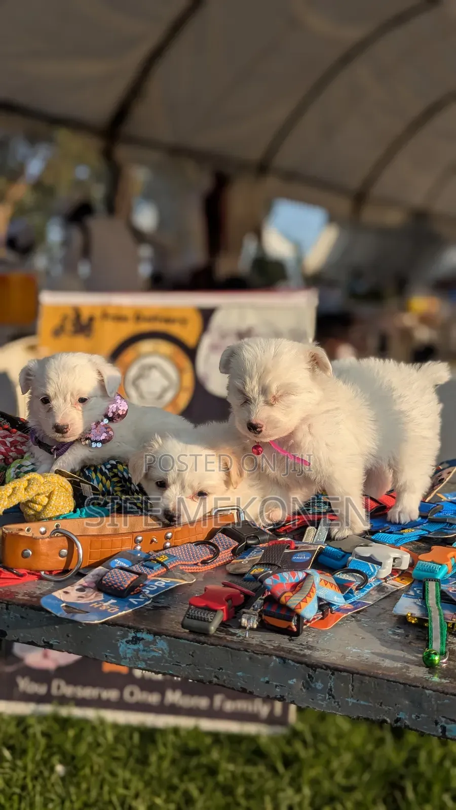 1-3 months Male Purebred Maltese