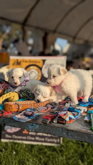 1-3 months Male Purebred Maltese