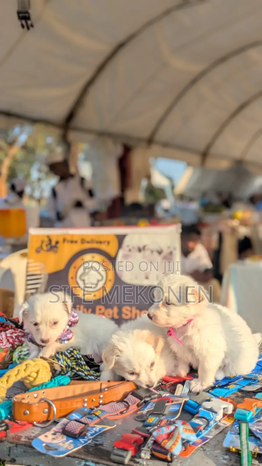 1-3 months Male Purebred Maltese