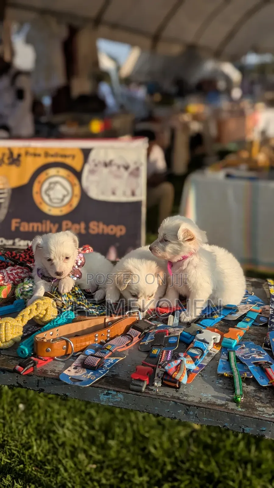 1-3 months Male Purebred Maltese