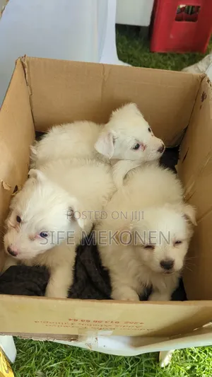 Photo - 1-3 months Male Purebred Maltese