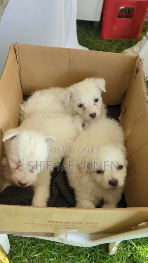 1-3 months Male Purebred Maltese