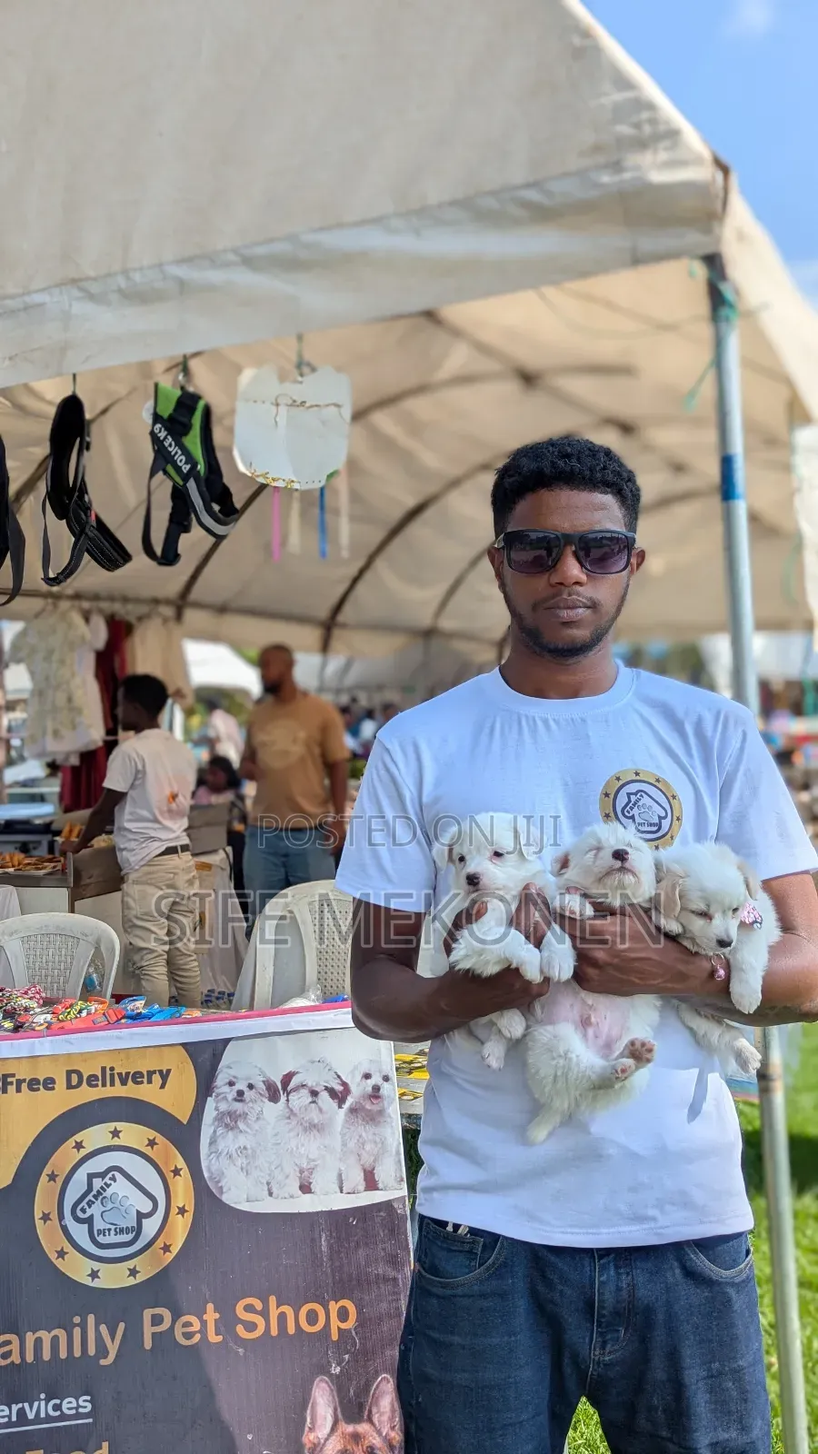 1-3 months Male Purebred Maltese