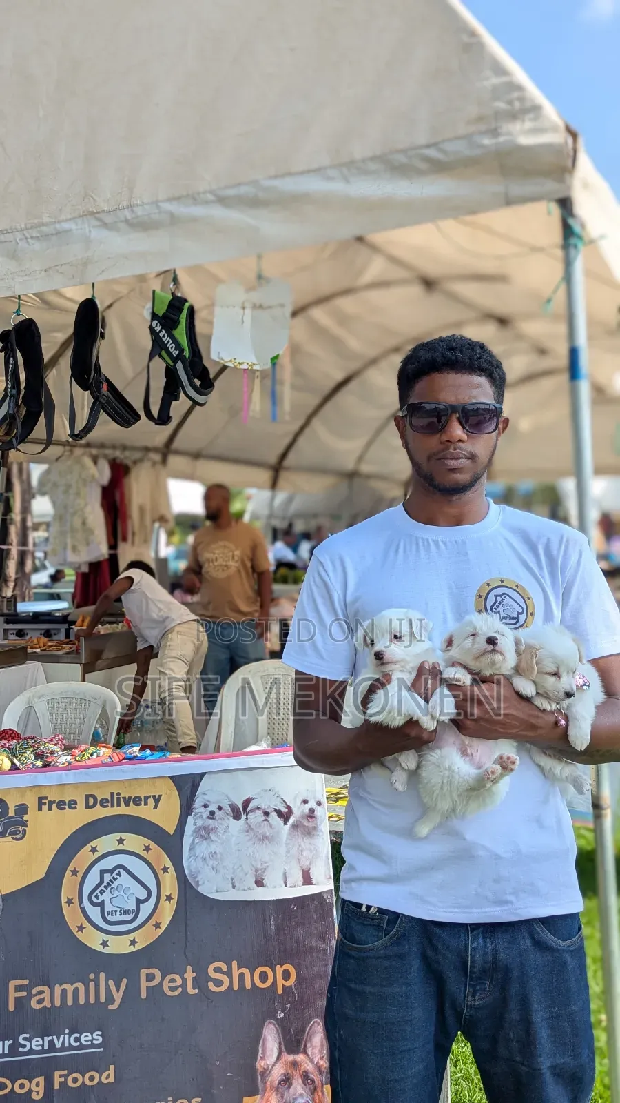 1-3 months Male Purebred Maltese