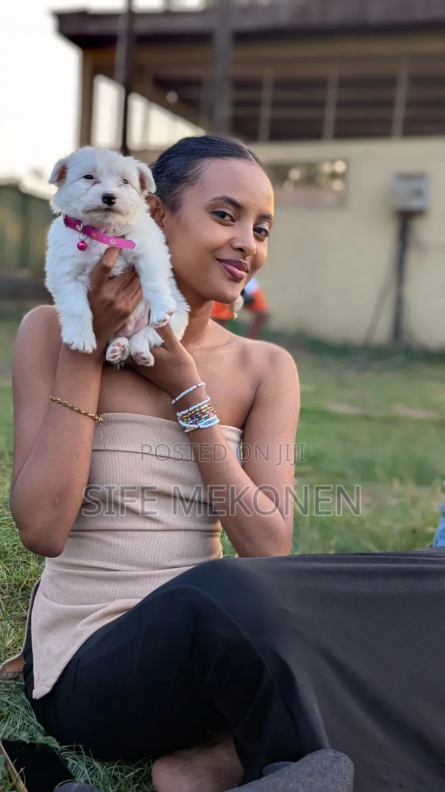 1-3 months Male Purebred Maltese