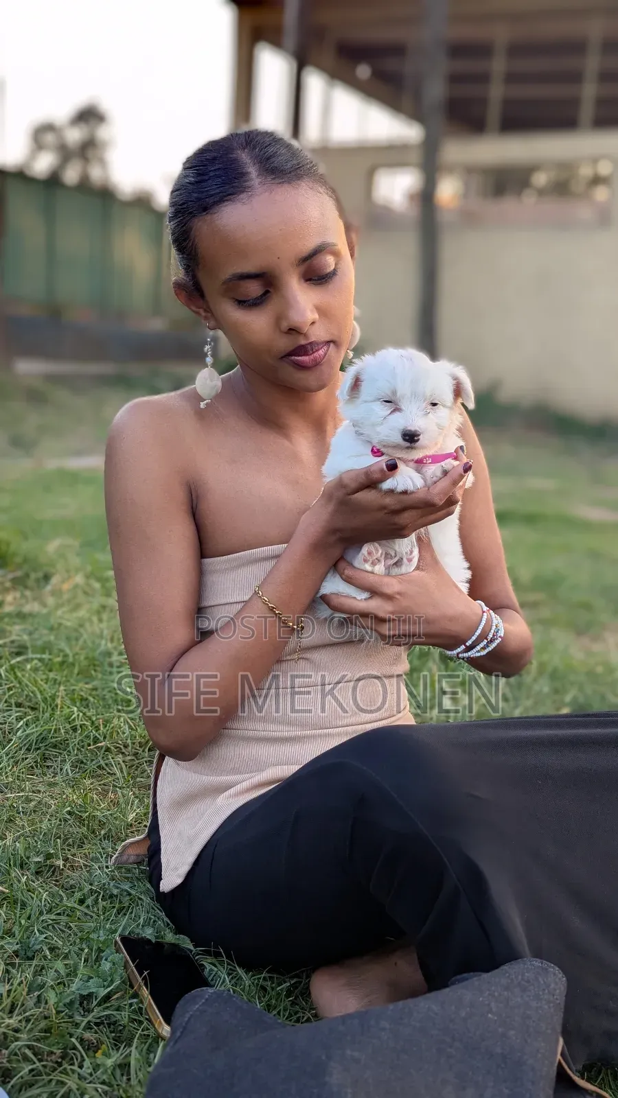 1-3 months Male Purebred Maltese