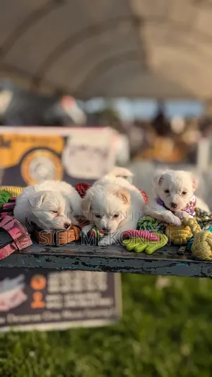 1-3 months Male Purebred Maltese