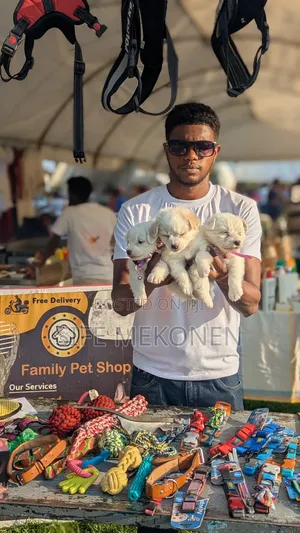 1-3 months Male Purebred Maltese