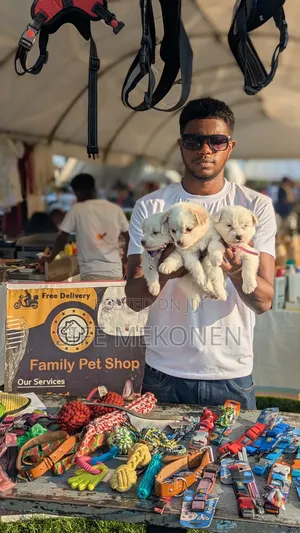 Photo - 1-3 months Male Purebred Maltese