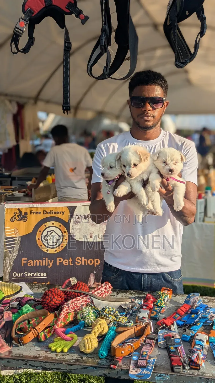 1-3 months Male Purebred Maltese