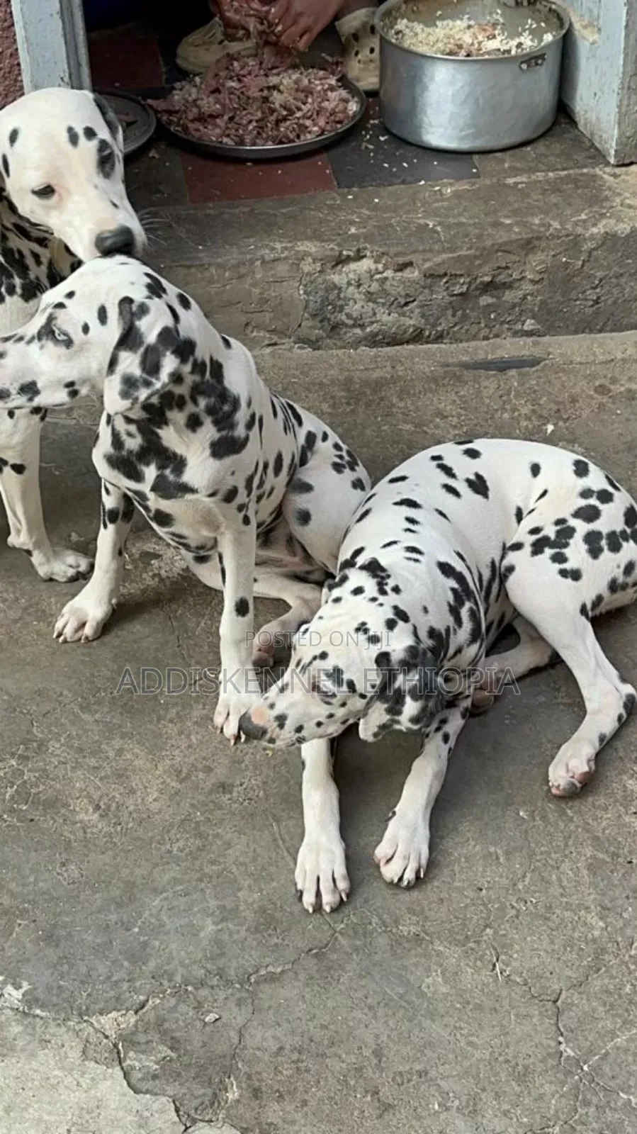 1-3 months Female Purebred Dalmatian