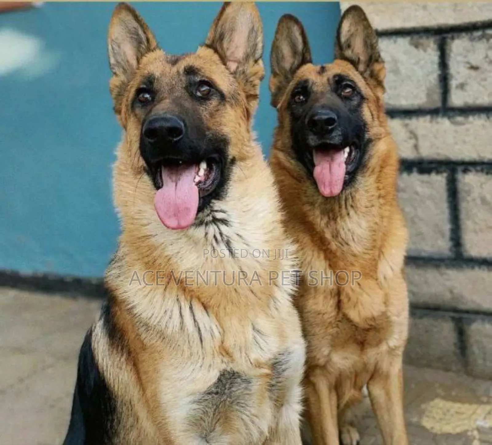 1-3 months Male Purebred German Shepherd