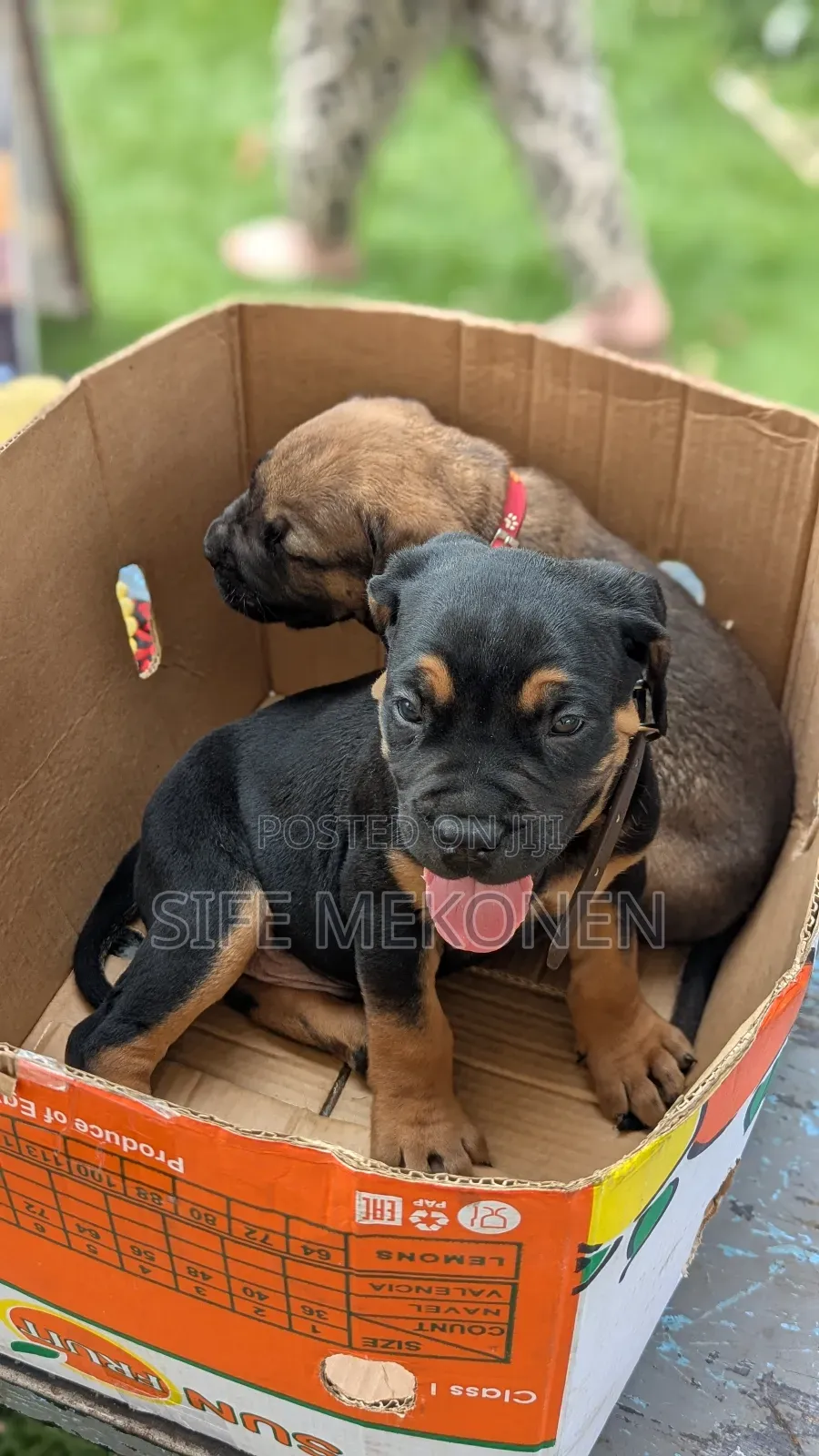 1-3 months Male Purebred Bullmastiff