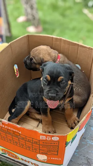 1-3 months Male Purebred Bullmastiff